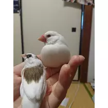 ちよママ