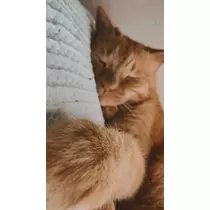 ゆあ