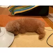 ひびき