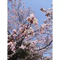 のはら かすみ