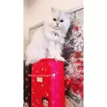 由依