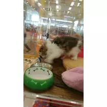 一条 まい