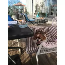 あいら