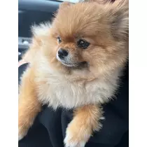 紬 むぎ