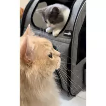 花咲 るり