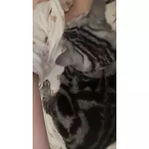 夢乃 サラ