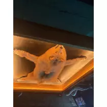マキ