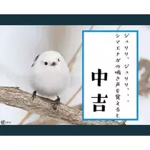 ひな