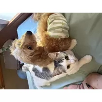 愛