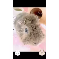 お茶の水うらん