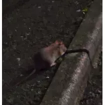 紫音