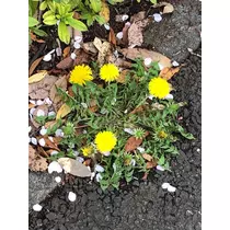 さくの