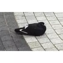りえ