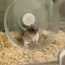 ゆな