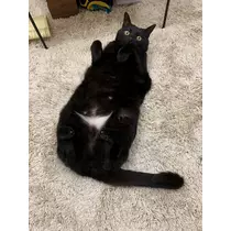 トモミ