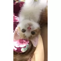 NATSUMI