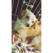 立花 咲
