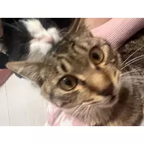 かの