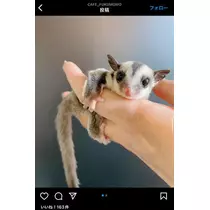 七星 夏純