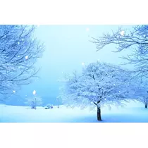 一条 彩由