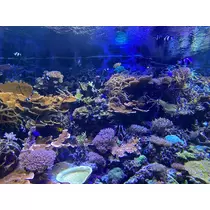 ミユ