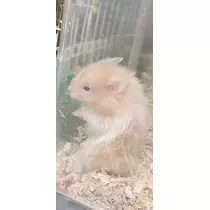 あいら