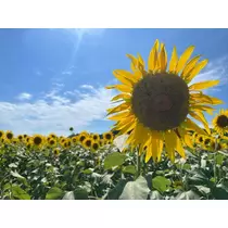 あいか