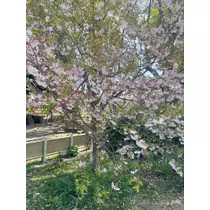 あめ