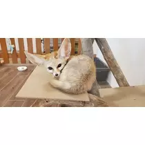 りか