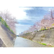 さくら