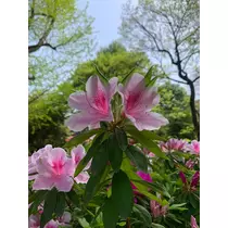 はづき