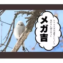 ひな