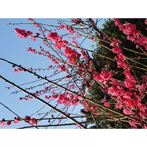 紫音