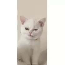 うづき ふうか