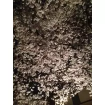 らら