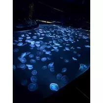 聖菜