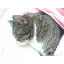 愛羽 仁美