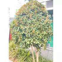 さくら