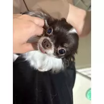 しおん