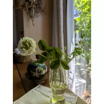 花咲 みらい