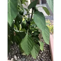 長瀬 純恋