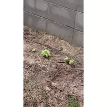 のはら かすみ