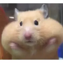 まい