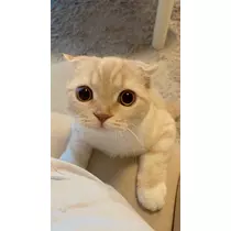 あおい