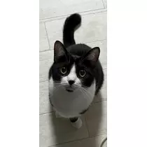 サキ