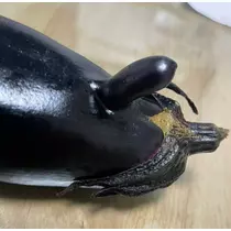 紫音