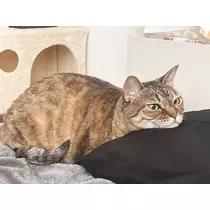 華宮 れい