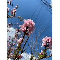 さくら