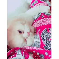NATSUMI