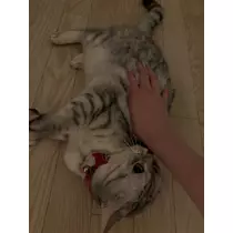 佐倉 里緒
